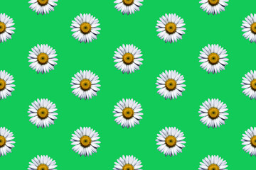 Seamless pattern with chamomile flowers on a vivid green background. Daisy flat lay nature wallpaper