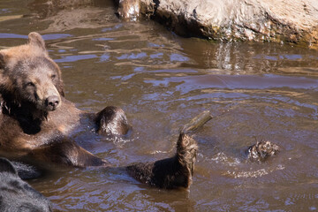Brown Bear in a swimming hole