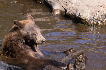Brown Bear in a swimming hole
