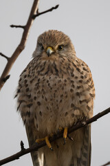 Portrait of a Common Kestrel