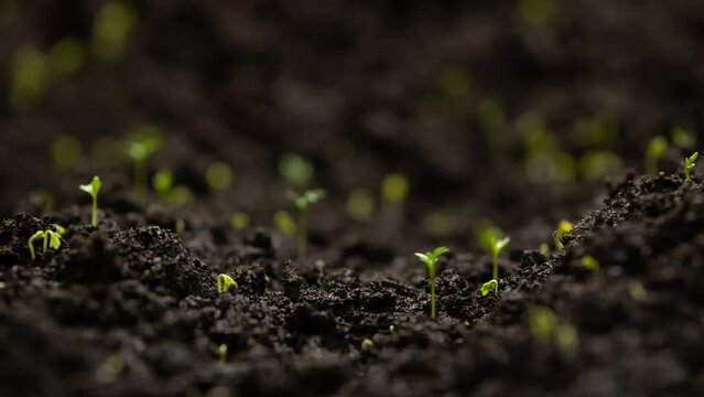 Agriculture Growing Plants Time Lapse Spring Green Sprout Germination Seed Epic Summer Inspiration Life Young Sprout Soil Cress Salad Organic Food Garden Greenhouse Vegetable