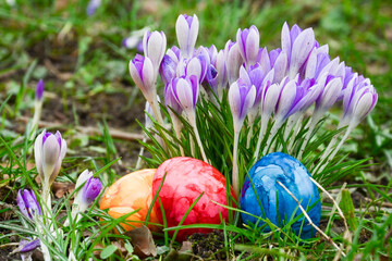 Easter eggs lying among the crocuses