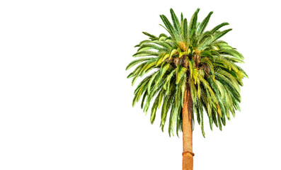 Fototapeta premium Isolated Palm Tree on White Background with Copy Space