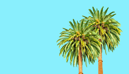 Lush Tropical Palms on Bright Blue Background