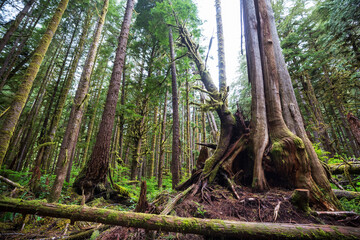 Forest on Vancouver island