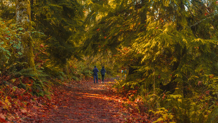 Enjoying an Autumn walk on a BC urban forest trail near Simon Fraser University. - obrazy, fototapety, plakaty