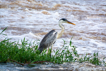 Garça-moura pescando