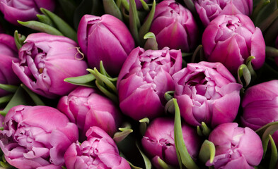 Obraz premium Bouquet of fresh pink tulips on a light blurred background.