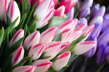 Bouquet of fresh pink tulips on a light blurred background.