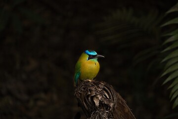 turqoise browed motmot - on tree