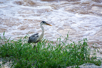Graça-moura Pescando