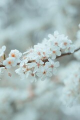 Blossom in spring, white blossoms, small white flowers, beautiful flower background wallpaper, close up macro plants, petals and leaves