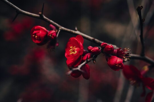 Red Flower, Chaenomeles Superba Nicoline Japanese Quince flowers, petals japan plants, sprint time blossom blossoming trees scarlet velvet sink leaves