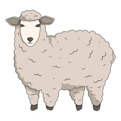 Cute wool sheep. Vector isolated illustration of domestic farm animal.