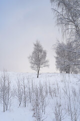 A single birch tree, covered in frost, grows on a white, snow-covered hill. View of the white field from below.
