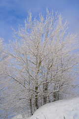 Fototapeta na wymiar Trees covered in frost against a blue sky in winter. Frozen trees growing on a white, snow-covered slope on a clear winter day. Vertical photo, landscape close-up.