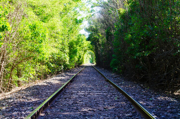Obraz premium Tunnel of trees and bushes formed by trains. Railroads way perspective on forest.