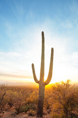 Saguaro - obrazy, fototapety, plakaty