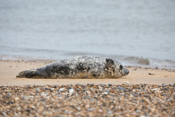 Grey Seal at Hosey Gap, Norfolk