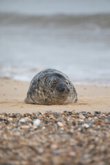 Grey Seal at Hosey Gap, Norfolk