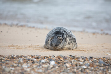 Fototapeta na wymiar Grey Seal at Hosey Gap, Norfolk