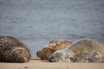 Naklejka premium Grey Seal at Hosey Gap, Norfolk