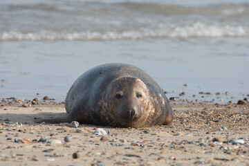 Grey Seal at Hosey Gap, Norfolk