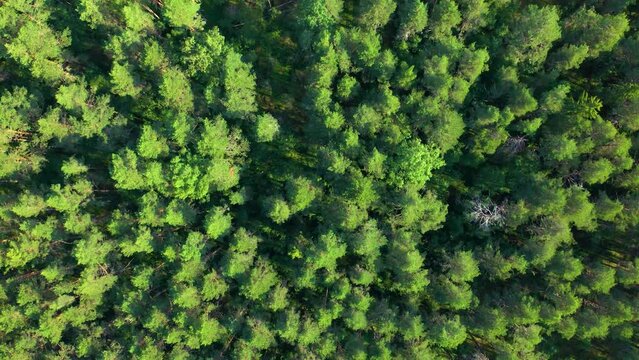 Green background. Movement from top to bottom. Flying over a dense coniferous forest. The tops of tall trees stretch towards the sky. Pine trees sway in the wind. Natural nature without people.