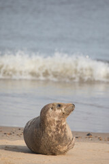 Fototapeta premium Grey Seal at Hosey Gap, Norfolk
