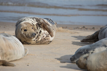 Grey Seal at Hosey Gap, Norfolk