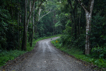 Obraz premium Forest, roads and nature of the Ecuadorian jungle