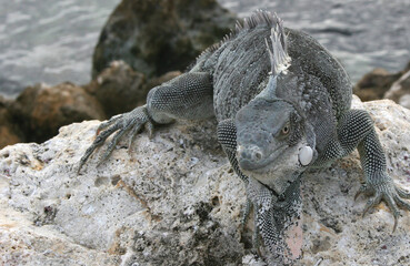 Bonaire Lizard