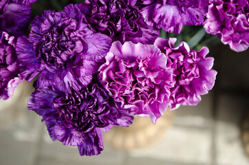 Carnation purple decorative flower on a blurred background.