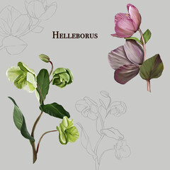 illustration of a rose flowers helleborus 