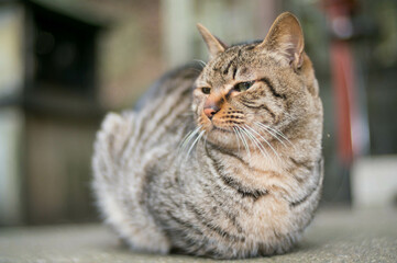 京都 伏見稲荷の神社で静かに春を待つ猫