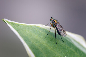 The fly sits on a green leaf. Insects in the wild.