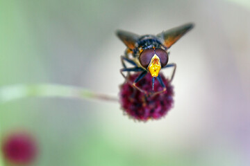 A fly sits on a red flower. Insects in the wild.
