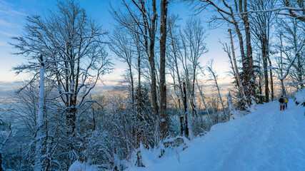 Wintery walk on snowy BC urban forest trail.