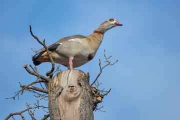 Egyptian goose  has the advantage of watching from high up a tree