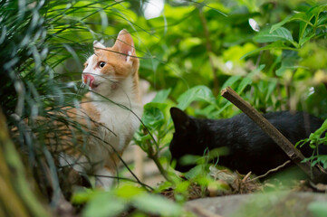 Naklejka na ściany i meble 京都 夏の伏見稲荷大社の森の中で元気いっぱいに暮らす子猫の兄妹