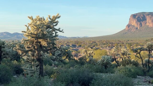 Handheld pan across desert landscape with cholla and saguaro cacti