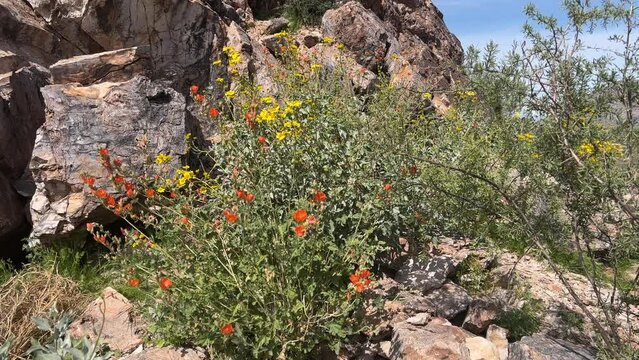 Scarlet globemallow and yellow brittle bush flowers share a desert hillside