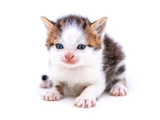 Cute fluffy kitten on white isolated background. Magic cat