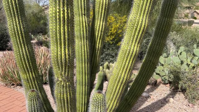 slow tilt up a large organ pipe cactus in a desert garden