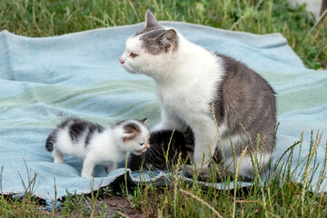 A mother cat feeds small kittens in the garden on a blanket
