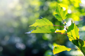 Tree branch with green leaves in forest in sunny weather on blurred background, summer background