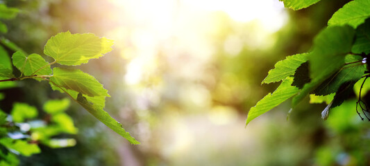 Tree branches with green leaves in the forest in sunny weather on blurred background, summer background