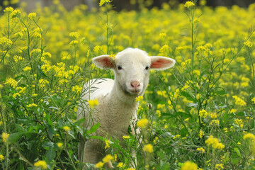 Lamm in gelber Blumenwiese