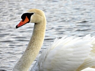 Nahaufnahme Schwan auf Wasser
