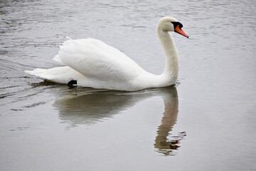 Weisser Schwan auf See